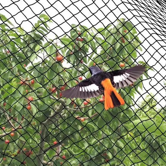 Anti Bird Nets