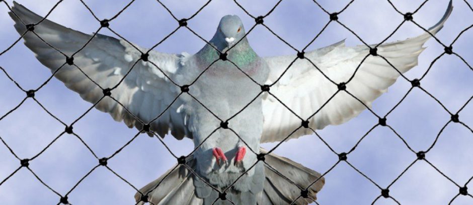 Anti Bird Nets in Hyderabad