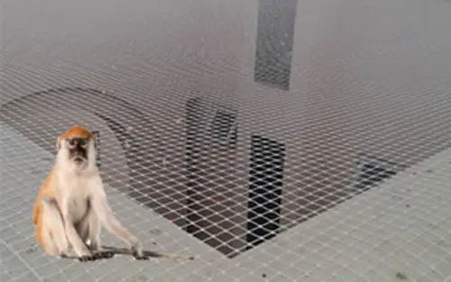 Monkeys Nets in Hyderabad